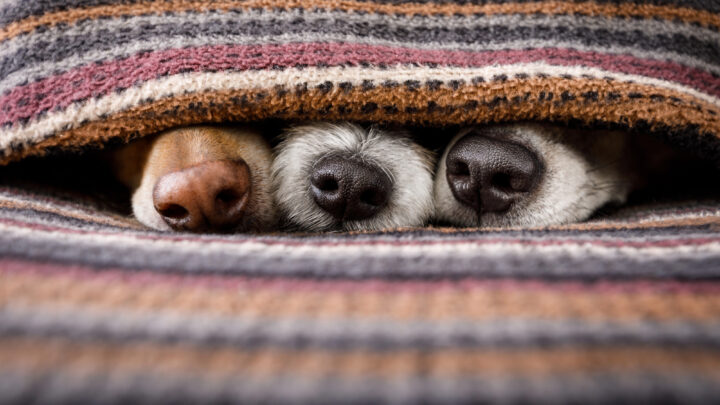 La vuelta al trabajo dispara la ansiedad por separación en los perros
