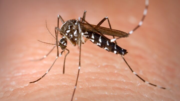¿Se puede esterilizar a los mosquitos? Valencia logra reducir un 80% la población del mosquito tigre
