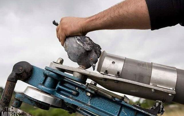 Destapan la salvajada de las codornices bala: «No es caza, es un divertimento cruel»