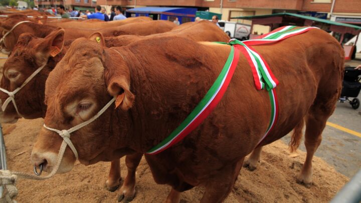 250 cabezas de ganado participarán en la exposición ganadera de Gangas Eguna