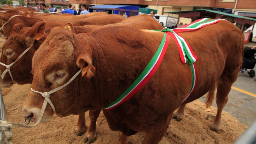 250 cabezas de ganado participarán en la exposición ganadera de Gangas Eguna