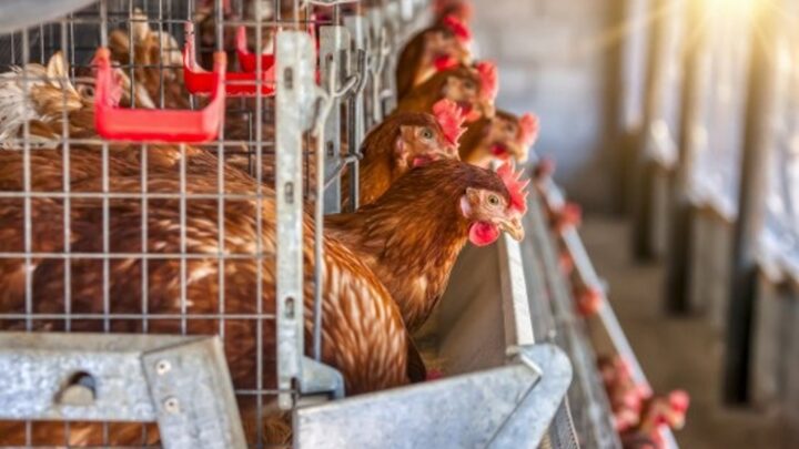 «El contacto debe ser el menor posible»: Eguzki reclama parar la caza de migratorias por la gripe aviar