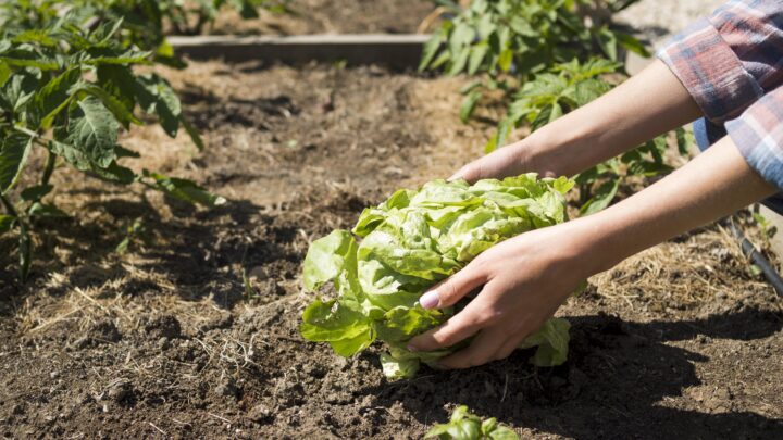 La labranza pasiva gana fuerza como respuesta a la erosión del suelo