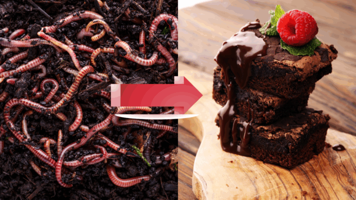 Proteína de gusano en tu brownie: la UOC y una startup vasca apuestan por el maridaje con «sabor a vainilla y fruto seco»