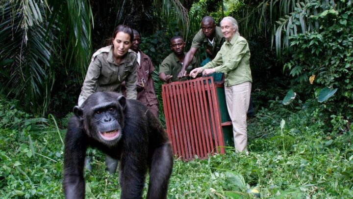 Rebeca Atencia: «Jane Goodall sigue siendo una inspiración que no se apaga con su partida»