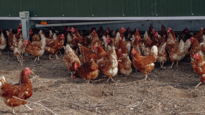 La gripe aviar dispara el precio del huevo y alerta al sector