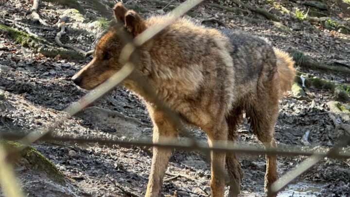 Basondo: fauna y conciencia ambiental en el corazón de Kortezubi