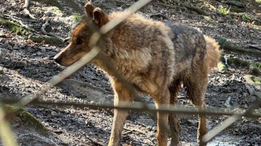 Basondo: fauna y conciencia ambiental en el corazón de Kortezubi