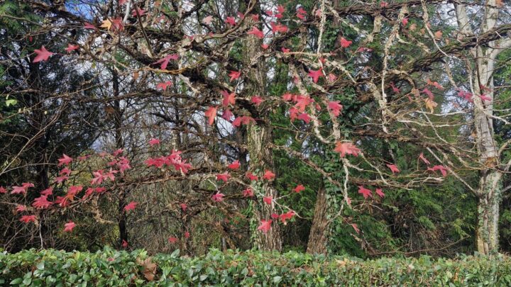 Otoño colorín colorado