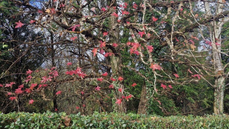 Otoño colorín colorado