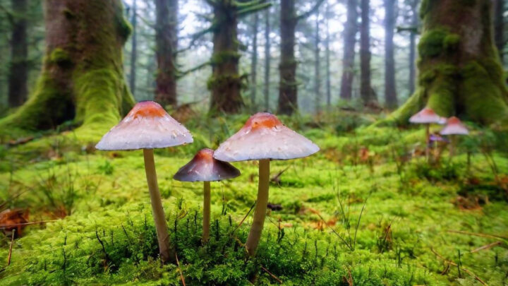 Inundaciones en Asia, gripe porcina y un mapache alcohólico: ‘Be musgo, my friend’