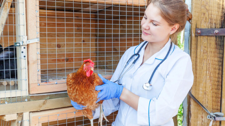 Más enfermedades en la cabaña ganadera y menos veterinarios en los pueblos