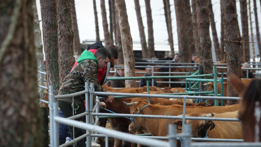 Euskadi suspende ferias y certámenes con animales