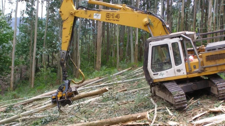 Eucalipto en Bizkaia: Greenpeace reclama frenar la sustitución del pino y diversificar las plantaciones