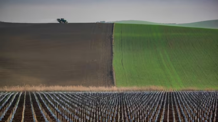 «Los suelos con barbecho muestran hasta un 90% más de vida de microfauna, lo que favorece su sostenibilidad»