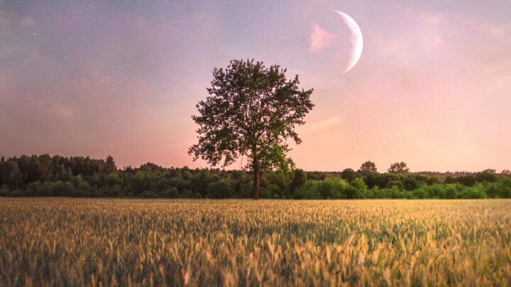 La Luna y su influencia en los cultivos