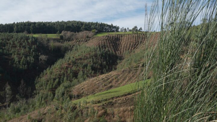 Muskiz recupera el paraje de Calorcos con la plantación de 2.400 árboles autóctonos