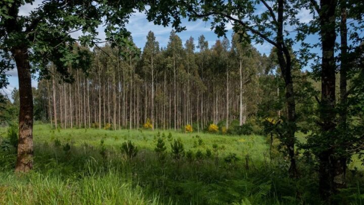 «El eucalipto es una especie voraz que deja nuestros montes yermos»
