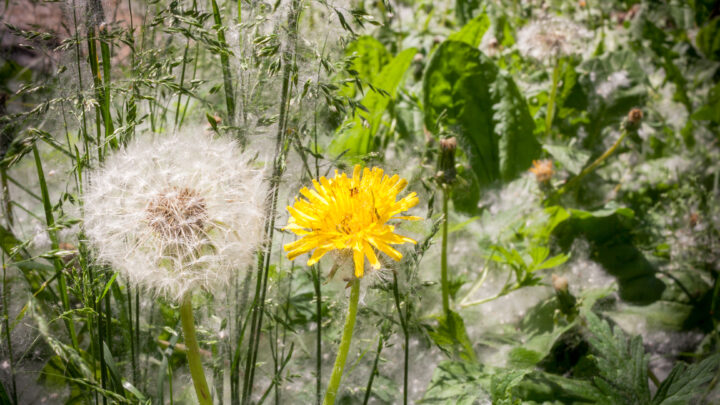 Plantas que sanan plantas