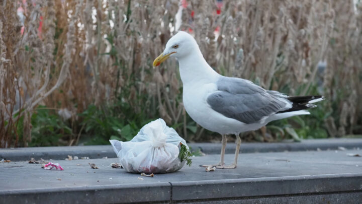 Sestao activa una campaña preventiva para controlar la nidificación de gaviotas