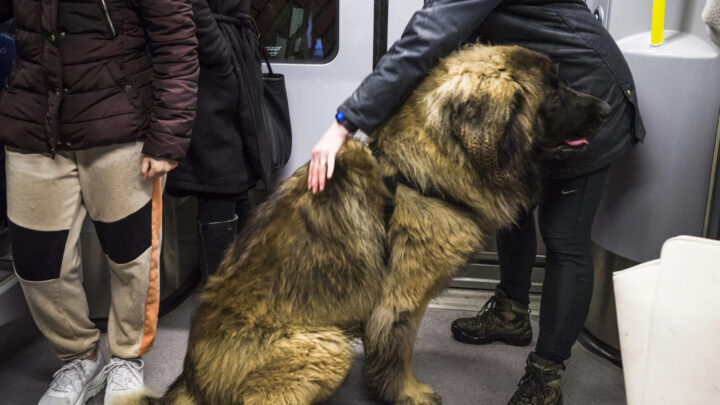 Perros grandes en el Metro de Bilbao: la encuesta divide a los viajeros