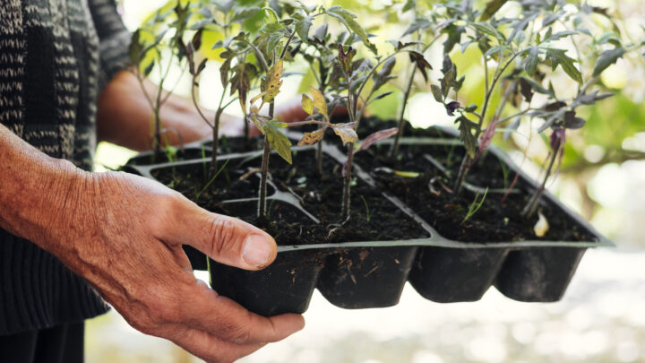 Semilleros: el arte de planificar tu cosecha desde la raíz