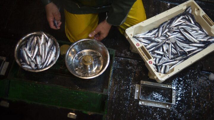 ¿Por qué las anchoas del Cantábrico están encogiendo?
