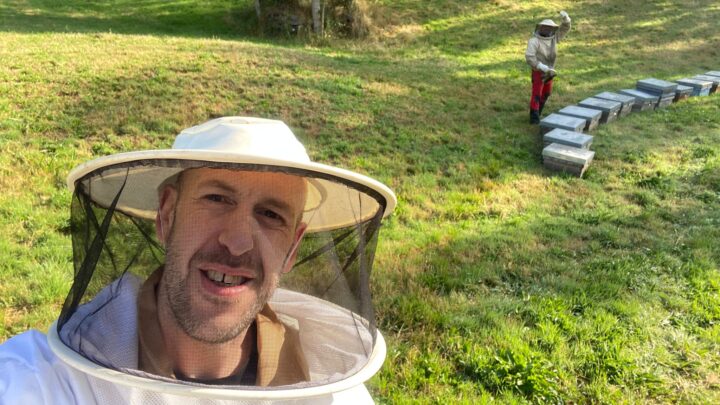 Vuelve la avispa asiática: hay que identificarla «antes de verla», por su sonido característico