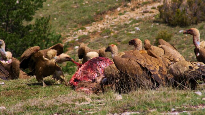 Queremos saber de dónde vienen y a qué