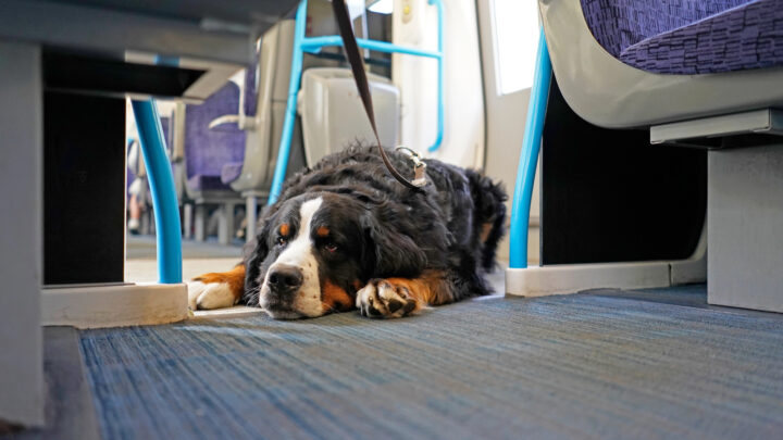 ¿Usarías el metro si viajan perros grandes? El debate sobre los perros de más de 8 kg. sigue abierto