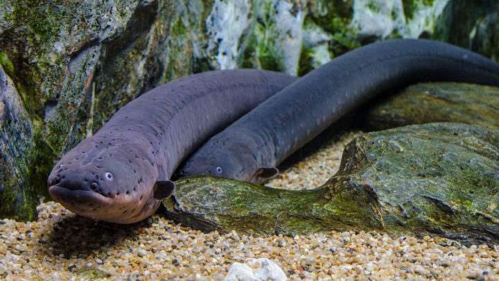 La angula europea, al borde del colapso: “Durante muchos años se han hecho trampas”