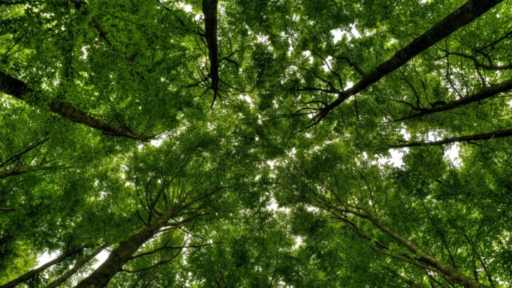 Mungia creará el Bosque de Referencia Monte Berriaga