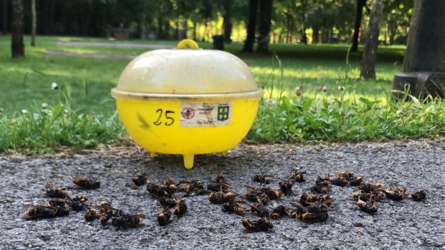 Galdames refuerza la lucha contra la avispa asiática con 58 trampas