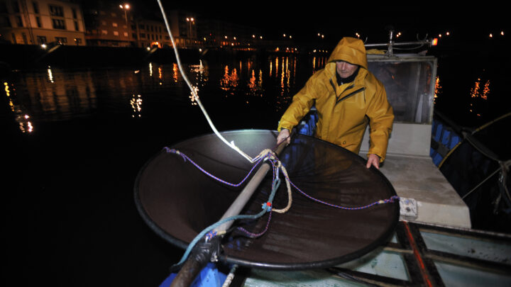 Los anguleros se defienden: «No está ni de lejos dentro de los baremos de peligro de extinción»