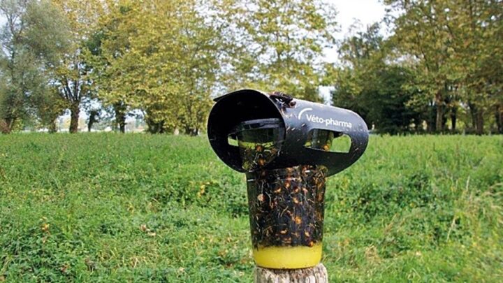 La batalla contra la avispa asiática: Guía práctica para el trampeo