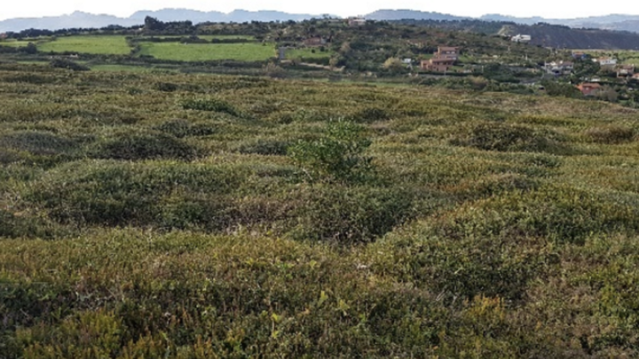 Sopela recupera 10.000 metros cuadrados de Atxabiribil eliminando plantas invasoras