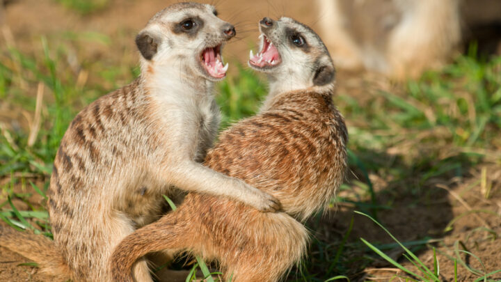 Vamos a llevarnos bien