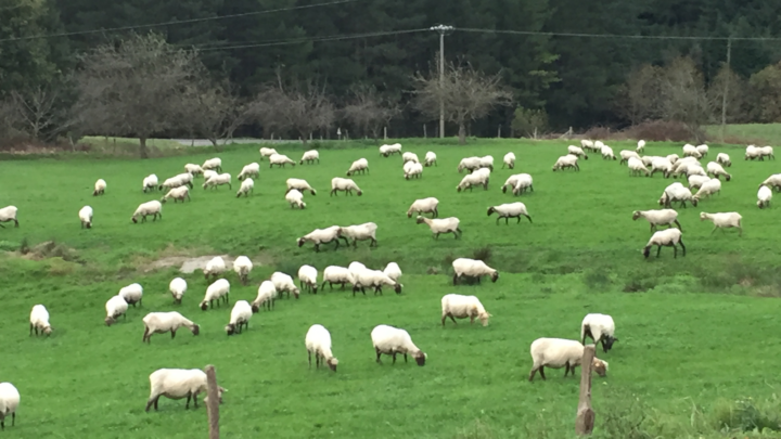 Queso de montaña: el sabor que nace en las cimas