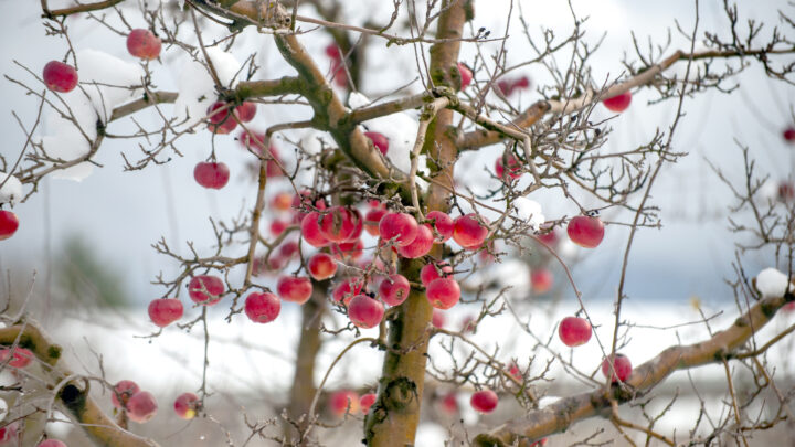 El peligro de los inviernos «primaverales» para los frutales