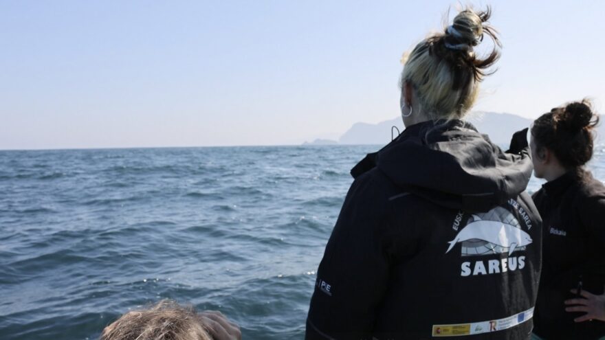 La foca gris ‘Argi’ vuelve al mar después de tres meses de recuperación en Gorliz