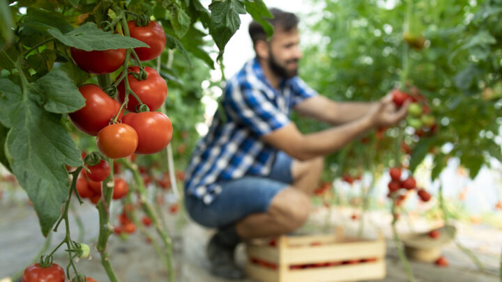 La rotación de cultivos: el secreto ancestral para un huerto sostenible y sin químicos