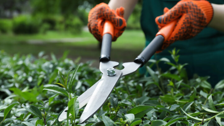 El Banco de Alimentos de Bizkaia necesita voluntarios con carnet de conducir
