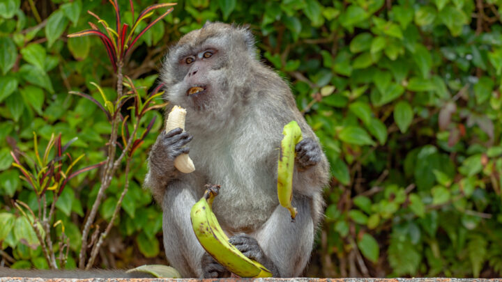 ¿Somos realmente un 98% chimpancés y un 60% plátanos? La verdad tras los porcentajes del ADN