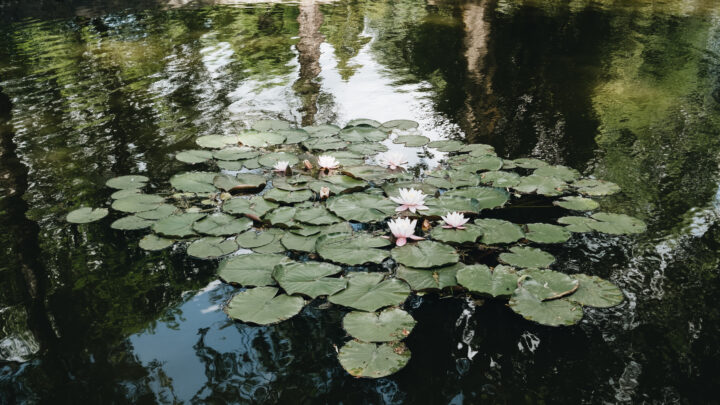 Soluciones de la naturaleza: Plantas que limpian suelos contaminados y depuran aguas