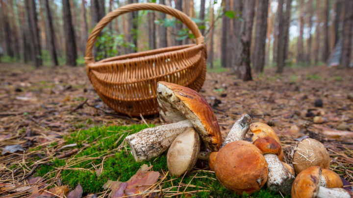 Cuaderno de bitácora. Día 3.958: La infestación invisible