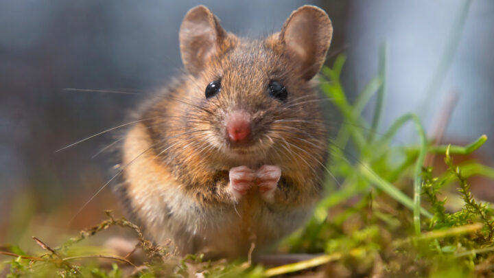 El hantavirus Andes, bajo la lupa: qué se sabe del virus que preocupa tras los casos del crucero