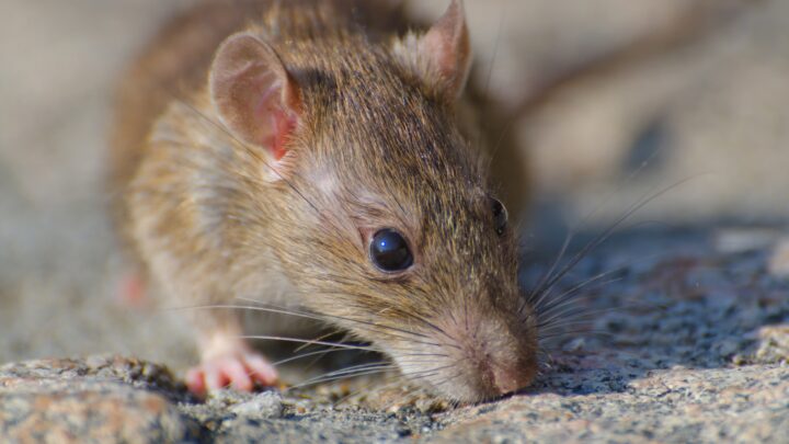 Hantavirus y el crucero: La ciencia desmonta los bulos y el alarmismo social