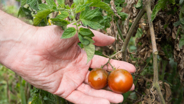 El tomate, el rey de la huerta
