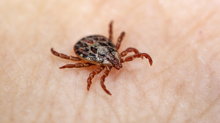 Las garrapatas y la enfermedad de Lyme: cómo prevenir y actuar este verano