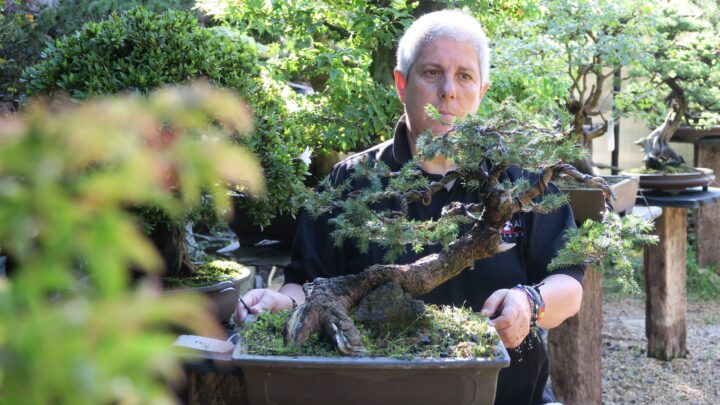 Bonsai Center: un oasis de paciencia y naturaleza en Sopela